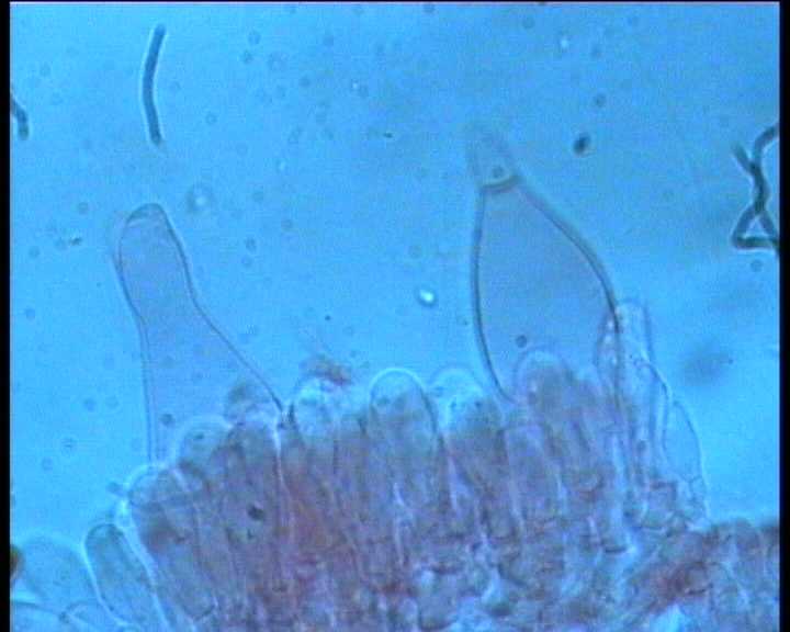 Leucocoprinus cepistipes    4. Giugno  2004